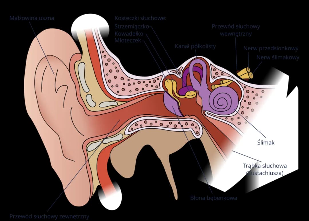 Jak słyszymy? Fascynujący proces przetwarzania dźwięków w mózgu