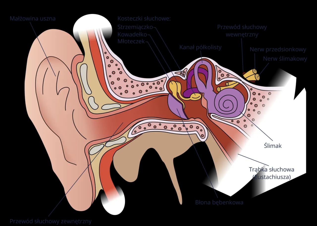 Jak słyszymy? Fascynujący proces przetwarzania dźwięków w mózgu