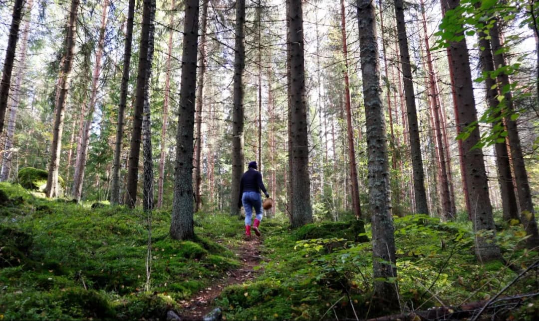 Jak filmy przyrodnicze wpływają na nasz stosunek do lasów?